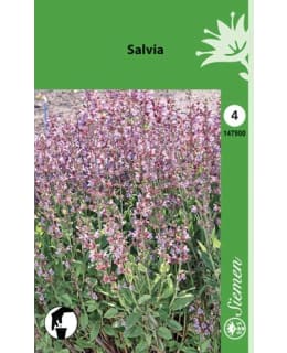 Salvia siemen Main Image