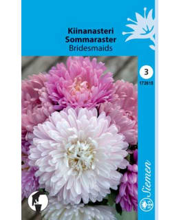 KIINANASTERI PASTELLINVÄRISET KUKAT Main Image