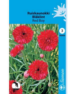 FI:RUISKAUNOKKI PUNAINEN Main Image