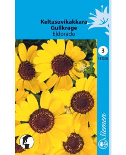 FI:KELTAPÄIVÄNKAKKARA Main Image