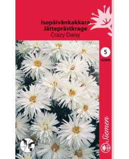 ISOPÄIVÄNKAKKARA CRAZY DAISY SIEMEN Main Image