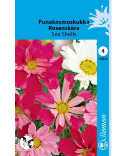 PUNAKOSMOS SEA SHELLS  SIEMEN Main Image