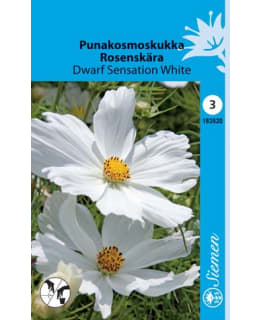PUNAKOSMOS DWARF SENSATION WHITE SIEMEN Main Image