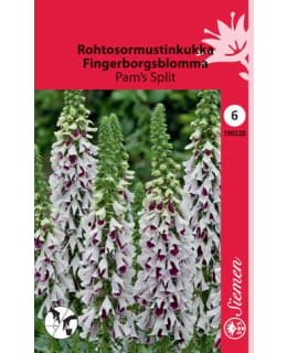 ROHTOSORMUSTINKUKKA 'PAM'S SPLIT' SIEMEN Main Image