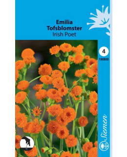 EMILIA IRISH POET  SIEMEN Main Image