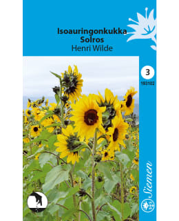 ISOAURINGONKUKKA HENRI WILDE SIEMEN Main Image