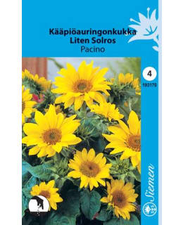 KÄÄPIÖAURINGONKUKKA "PACINO"  SIEMEN Main Image