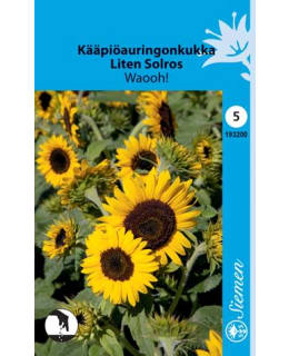 KÄÄPIÖAURINGONKUKKA 'WAOOH!' Main Image