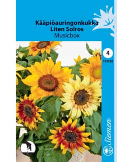 KÄÄPIÖAURINGONKUKKA MUSICBOX  SIEMEN Main Image