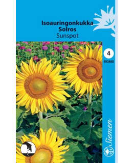 ISOAURINGONKUKKA SUNSPOT  SIEMEN Main Image