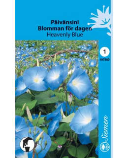 PÄIVÄNSINI HEAVENLY BLUE SIEMEN Main Image