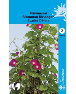 FI:PÄIVÄNSINI PUN. Main Image