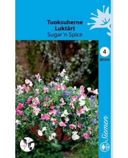 TUOKSUHERNE SUGAR'N SPICE SIEMEN Main Image