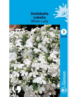 SINILOBELIA  WHITE LADY   SIEMEN Main Image