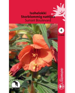 ISOHELOKKI SUNSET BOULEVARD SIEMEN Main Image