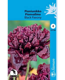 PIONIUNIKKO BLACK PAEONY SIEMEN Main Image