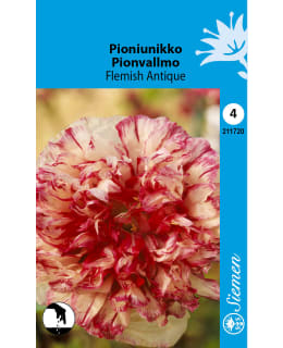 PIONIUNIKKO FLEMISH ANTIQUE Main Image