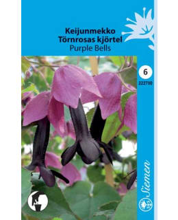 FI:KEIJUNMEKKO Main Image