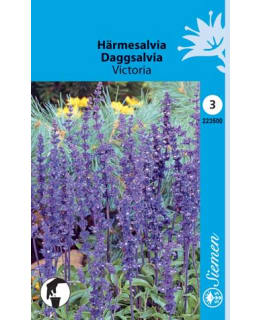 HÄRMESALVIA VICTORIA  SIEMEN Main Image