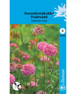 SWEET SCABIOUS SALMON ROSE Main Image