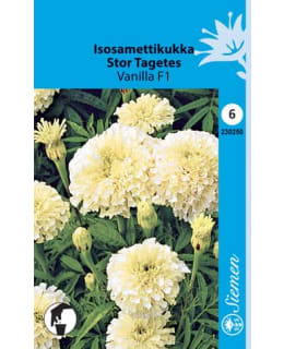 ISOSAMETTIKUKKA VANILLA F1 SIEMEN Main Image