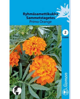 FI:SAMETTIKUKKA "PRIMO ORANGE" Main Image