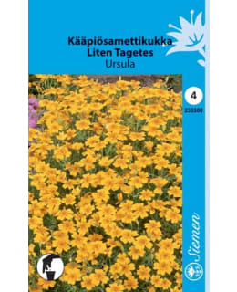 FI:KÄÄPIÖSAMETTIKUKKA Main Image