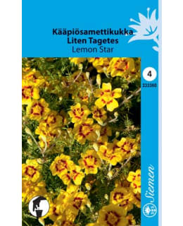 KÄÄPIÖSAMETTIKUKKA LEMON STAR Main Image