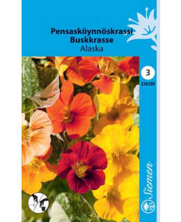 PENSASKÖYNNÖSKRASSI  ALASKA  SIEMEN Main Image