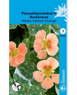 PENSASKRASSI ALASKA SALMON OR.  SIEMEN Main Image