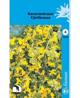 KANARIANKRASSI  SIEMEN Main Image