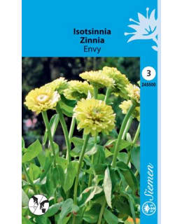ISOTSINNIA ELI ISO-OPPINEITTENKUKKA ENVY Main Image