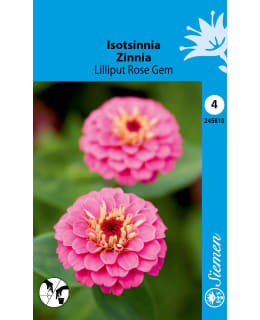 Zinnia Lilliput Rose Gem Main Image