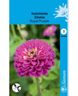 ISOTSINNIA ROYAL PURPLE SIEMEN Main Image