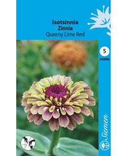 ZINNIA QUEENY LIME RED Main Image