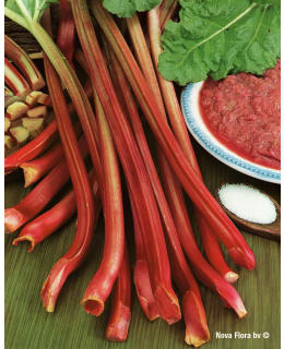 Raparperi red champagne juurakko Main Image