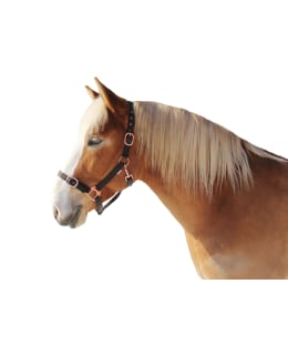 SPIRIT HALTER+ROPE SHETLAND Main Image