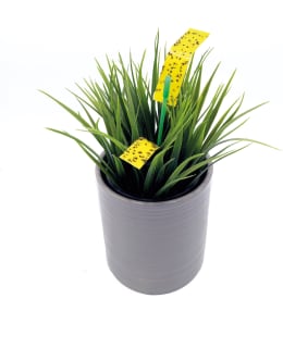 ÖTÖKKÄ RUUKKUKASVIPYYDYS Main Image