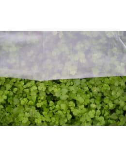 TARHA TUHOHYÖNTEISVERKKO 7M² Main Image