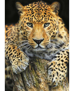 TACTIC LEOPARDI A5 VIHKO Main Image