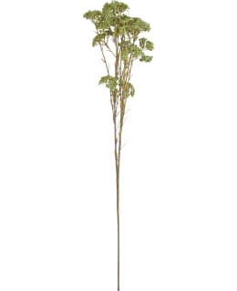 FINNMARI KUKKA370 67 CM VIH SKIMMIA OKSA Main Image