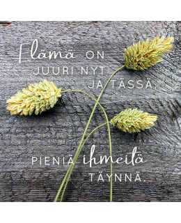 LINNAPAPERI MTFM 164 MAGNEETTI Main Image