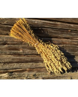 MARJA KAURALYHDE Main Image