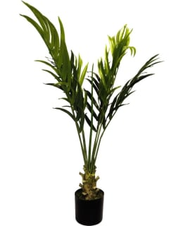 CHC BETELPALMU 110CM TEKOKASVI Main Image