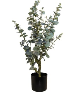 CHC EUCALYPTUSPUUU TEKOKASVI 60CM Main Image