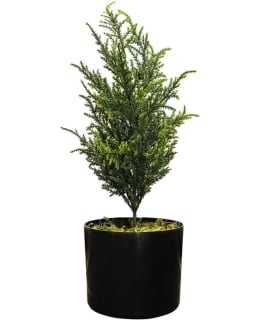 CHC SYPRESSI TEKOKASVI 42 CM Main Image