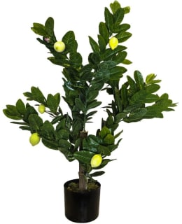 CHC SITRUUNAPUU TEKOKASVI 100 CM Main Image