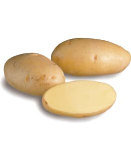 NICOLA 5 KG SIEMENPERUNA Main Image