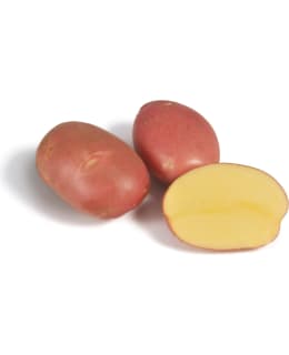 SIEMENPERUNA MOZART 5 KG Main Image