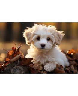 AIKA KIRJOITUSALUSTA DOG Main Image